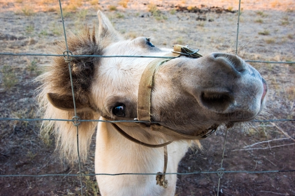 White shetland pony pushing head through wire fence while looking at camera. - Australian Stock Image