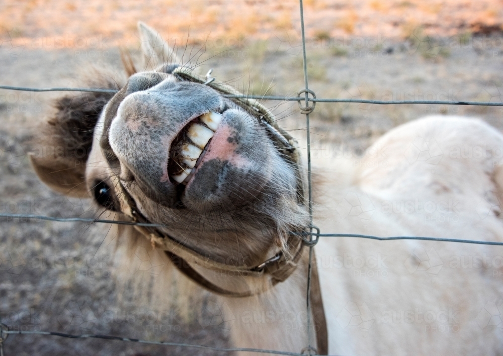 White shetland pony pushing head through wire fence while showing teeth to the camera. - Australian Stock Image