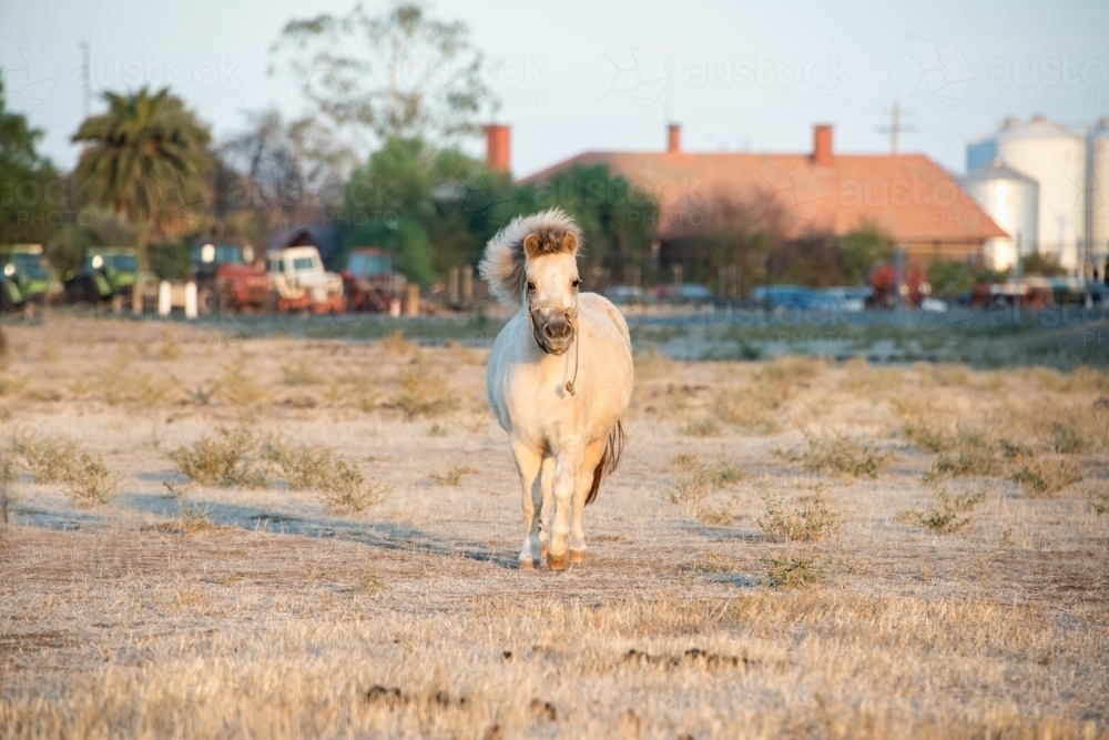 White shetland pony running toward camera in the early morning. - Australian Stock Image