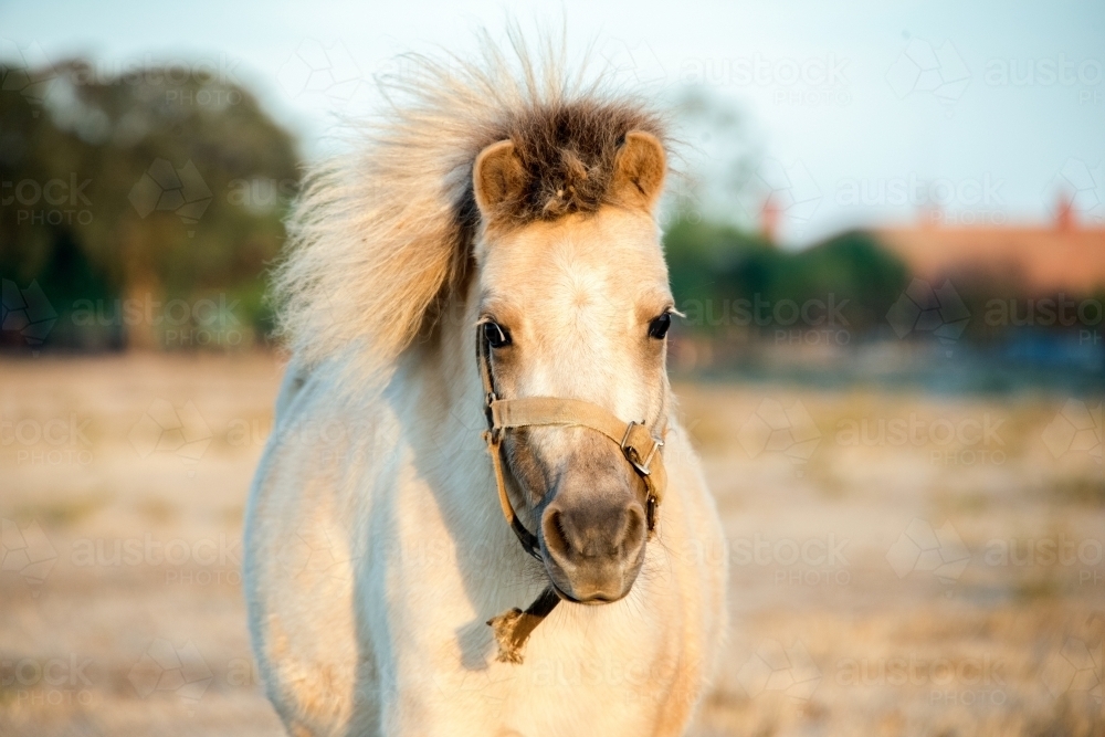 White shetland pony walking toward camera in the early morning. - Australian Stock Image