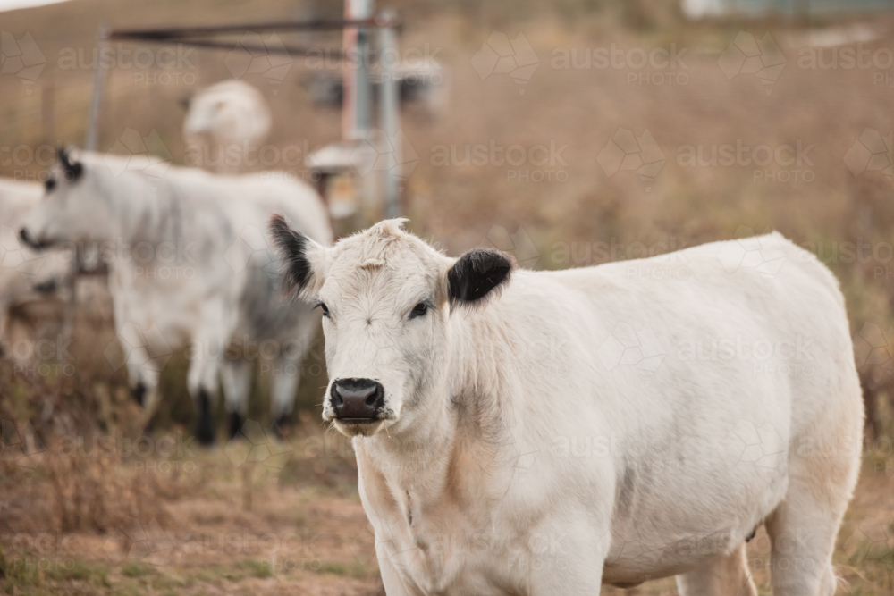 White "Speckle Park" breed cows grazing in field - Australian Stock Image