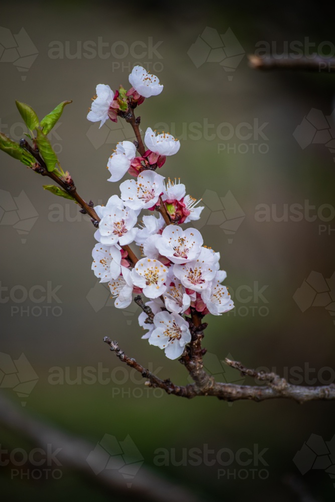 White spring blossoms on a branch against a blurry background - Australian Stock Image