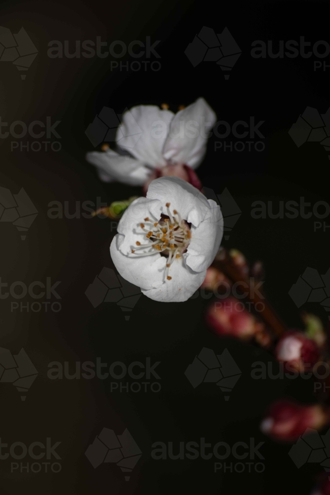 White spring blossoms on a branch against a blurry background - Australian Stock Image