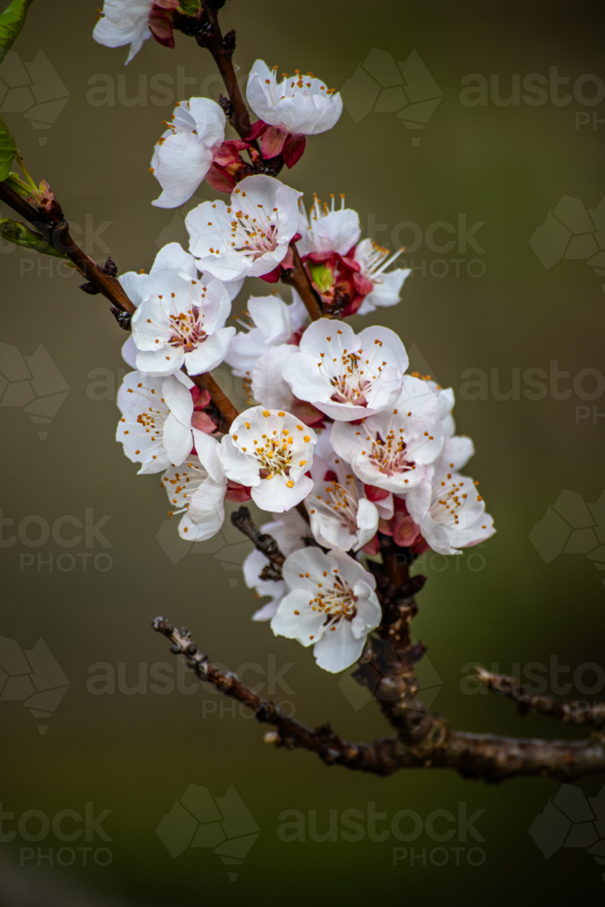 White spring blossoms on a branch against a blurry background - Australian Stock Image
