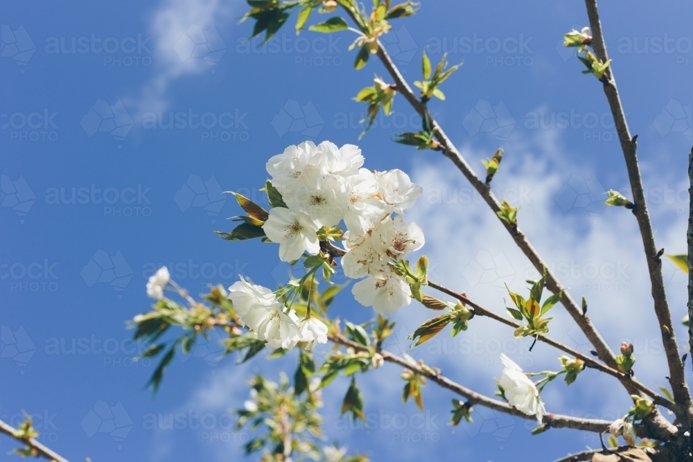 White spring blossoms on a thin branch with blue sky and white cloud in the background - Australian Stock Image