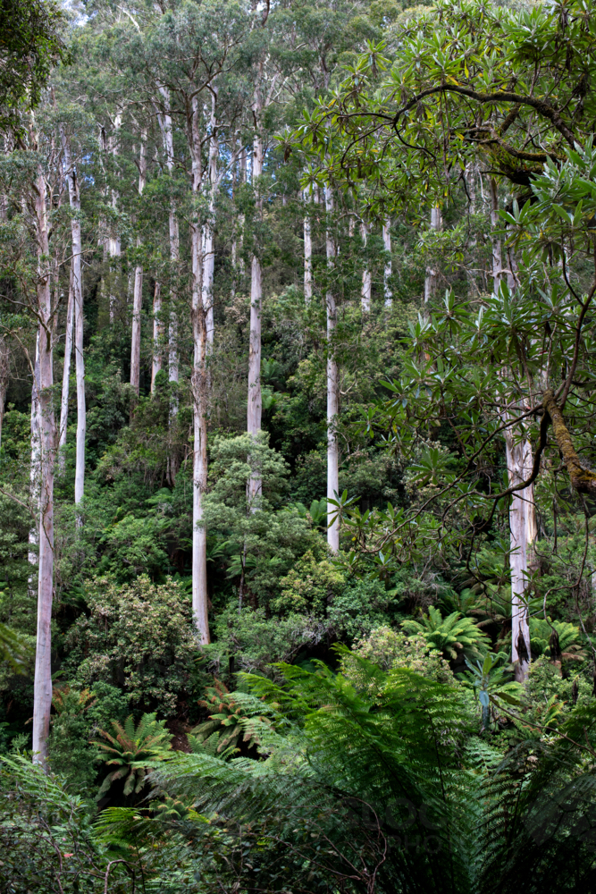 White tree trunks in lush rainforest - Australian Stock Image