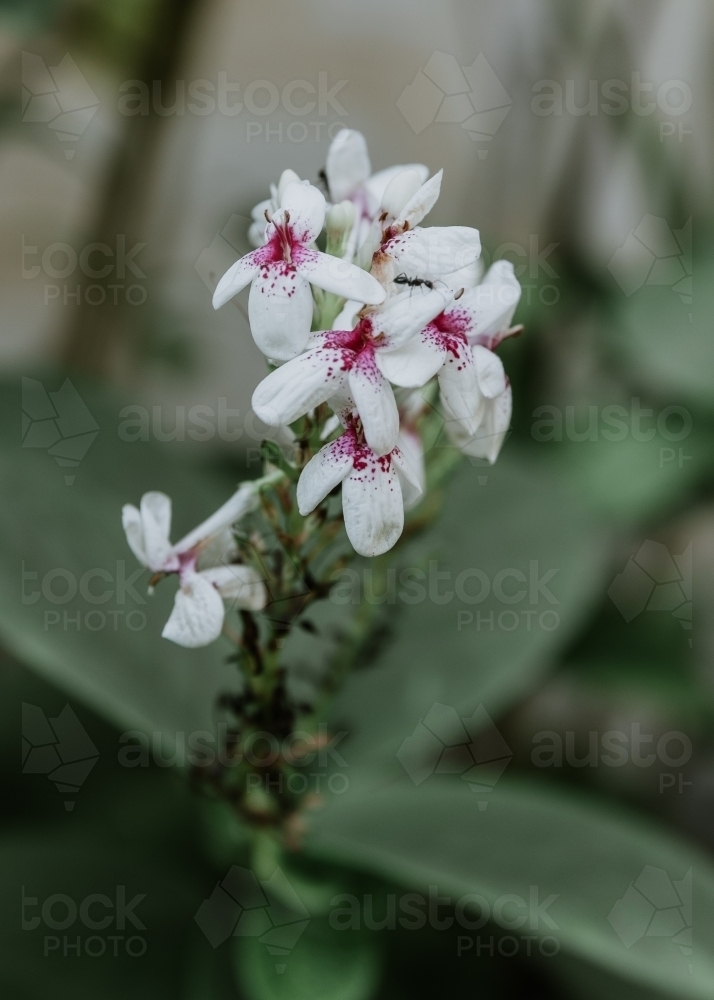White Tropical Flowers - Australian Stock Image