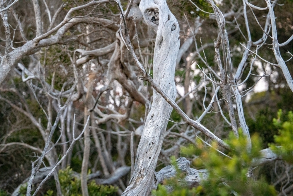 White trunks of coastal scrub - Australian Stock Image