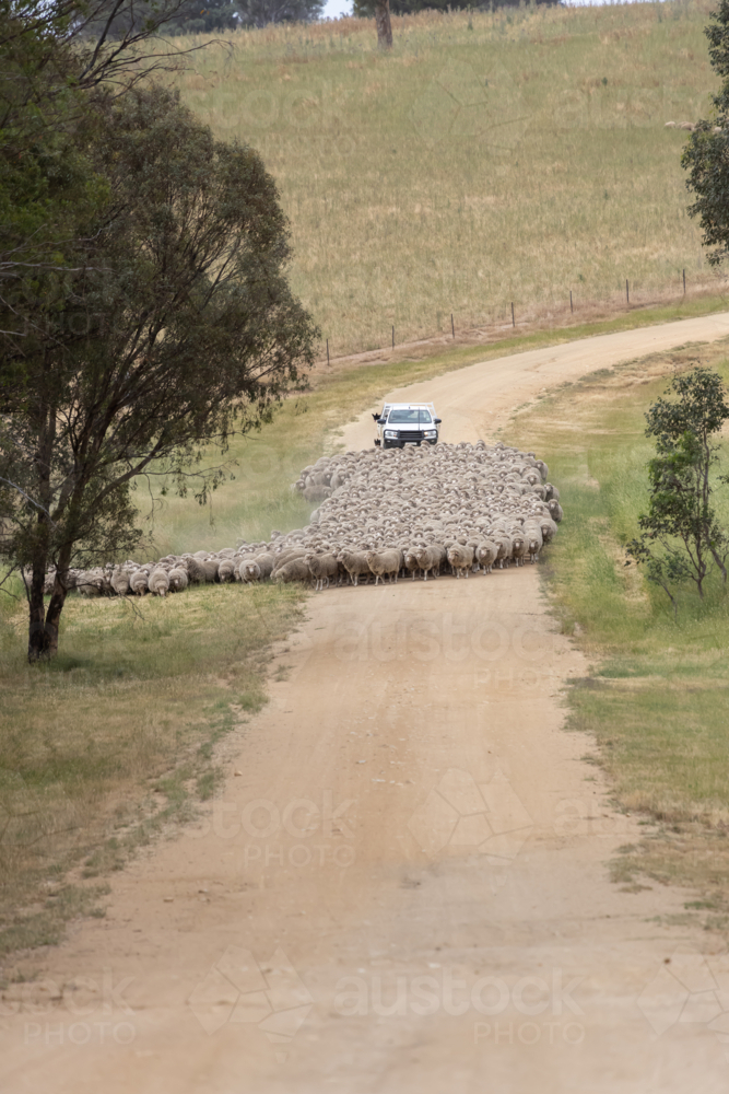White ute with kelpie on back behind a mob of walking merino sheep on a dirt road in country - Australian Stock Image