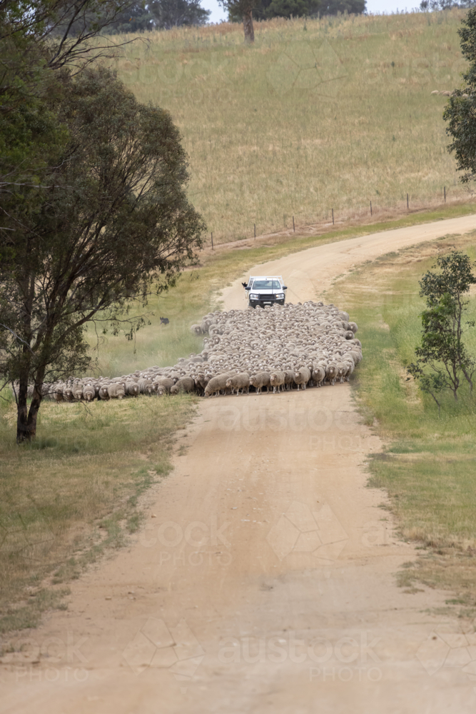 White ute with kelpie on back behind a mob of walking merino sheep on a dirt road in country - Australian Stock Image