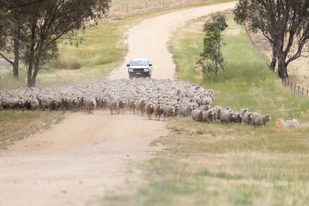 White ute with kelpies on back behind a mob of walking merino sheep on a dirt road in country - Australian Stock Image