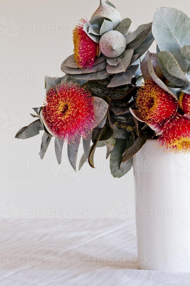 White vase of eucalyptus macrocarpa flowers and leaves - Australian Stock Image
