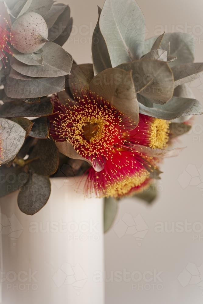 Image of White vase of eucalyptus macrocarpa flowers and leaves