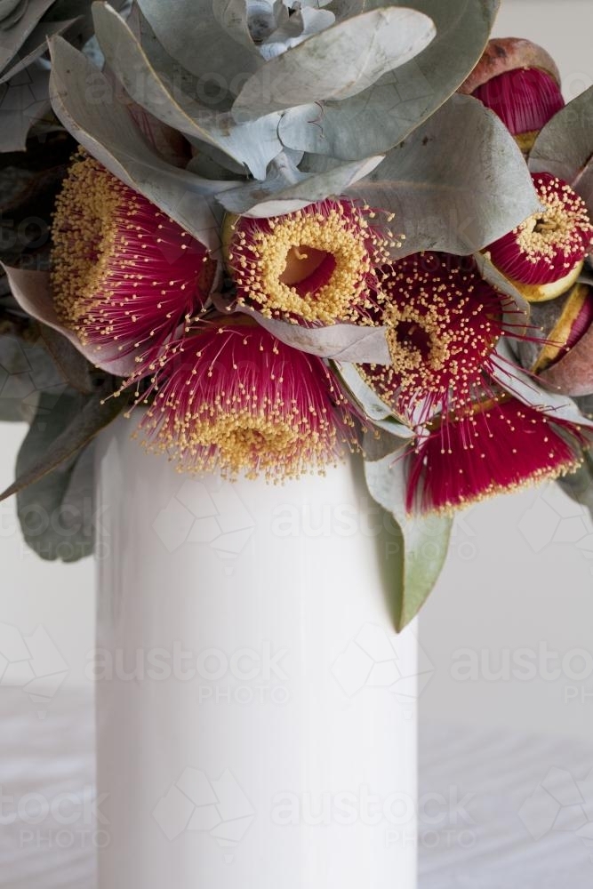 White vase of eucalyptus macrocarpa flowers and leaves - Australian Stock Image