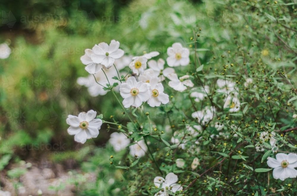 White wild flowers - Australian Stock Image
