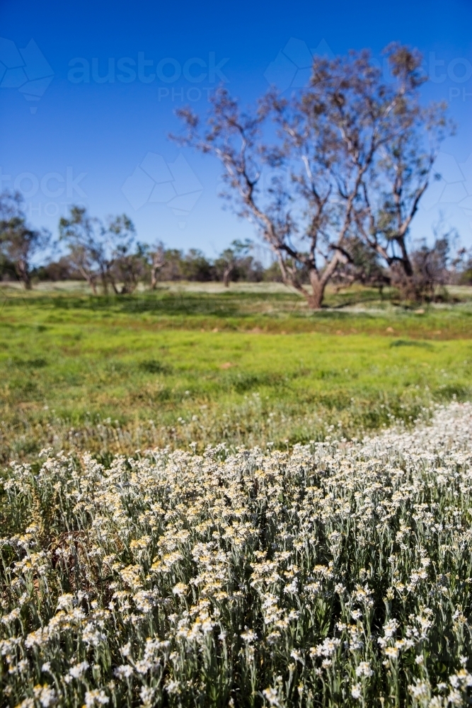 Flower Paddock Image of White wild flowers in the green paddock - Austockphoto