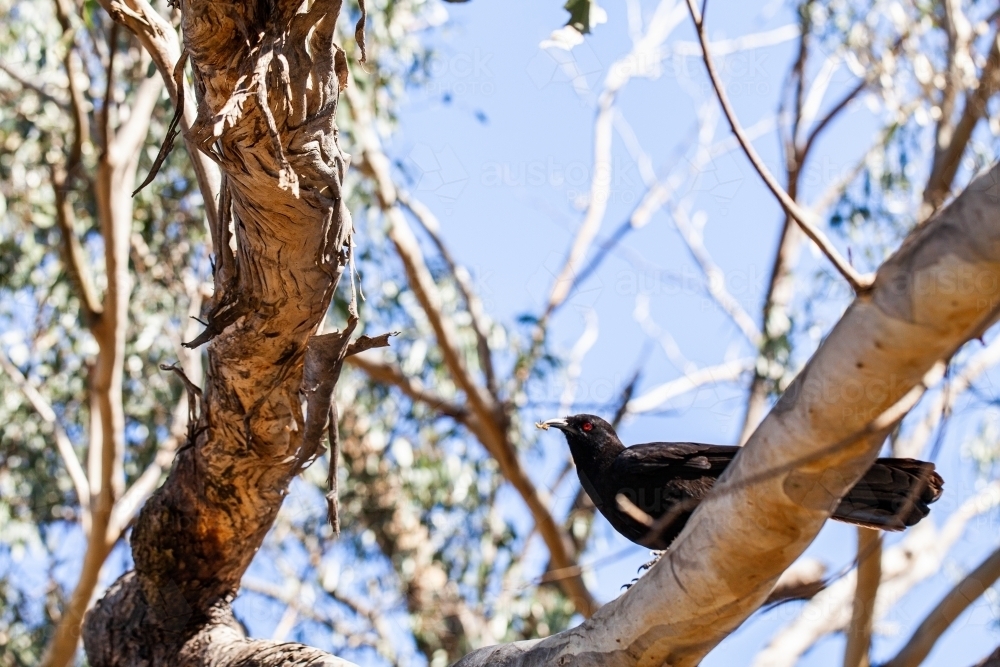 White winged chough on a tree branch - Australian Stock Image