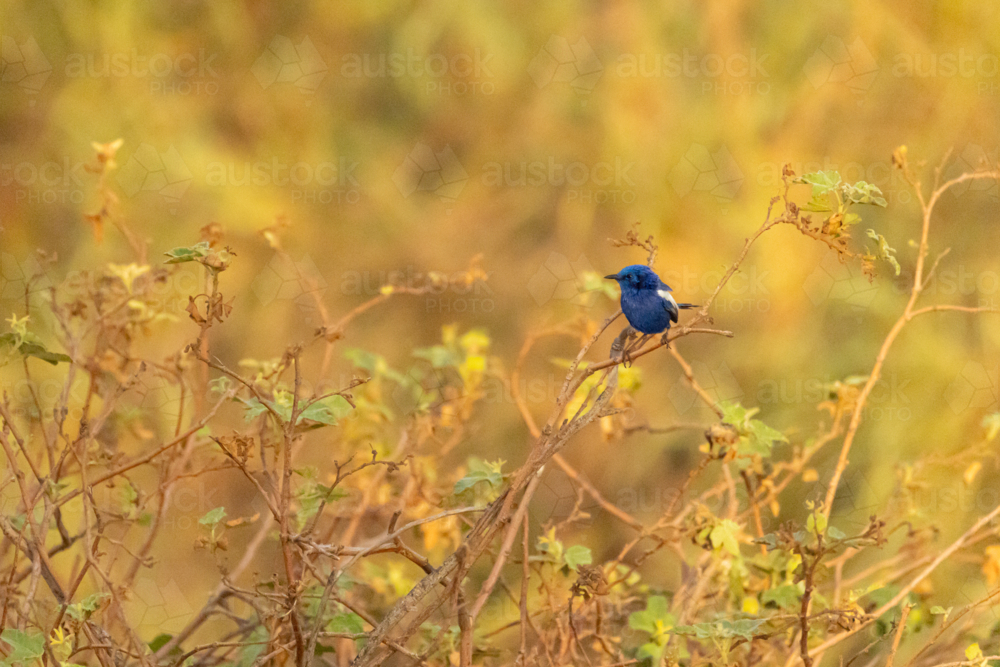 White-winged fairywren (Malurus leucopterus) perched among dry vegetation outdoors - Australian Stock Image