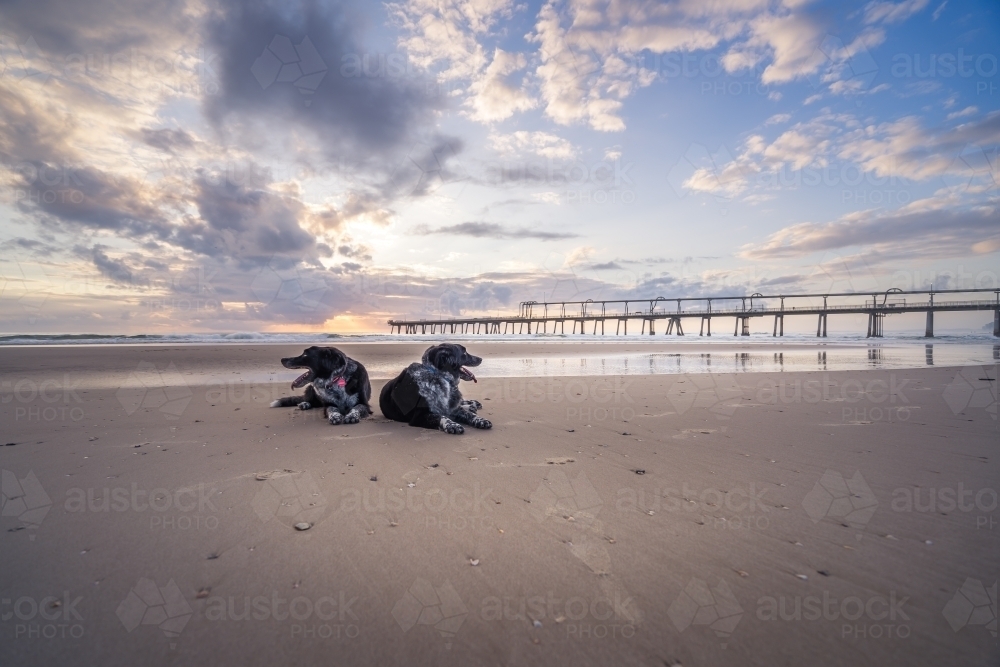 Wide angle view of two dogs resting on beach at sunrise - Australian Stock Image