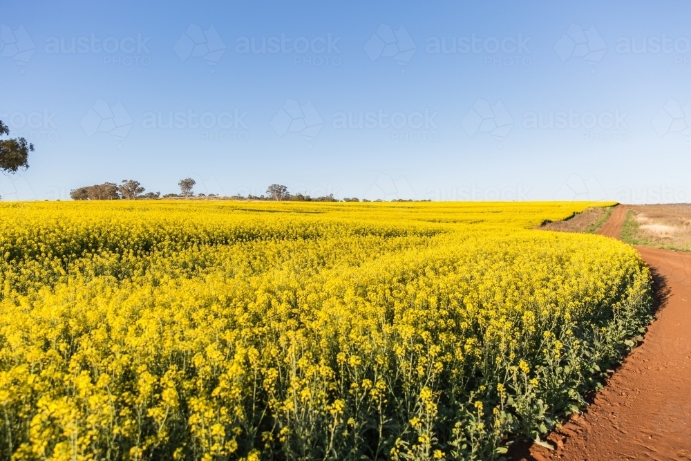 Wide expanse of canola paddock curving around dirt road - Australian Stock Image