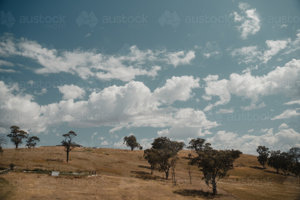 Wide landscape of a dry Australian paddock with scattered eucalypts - Australian Stock Image