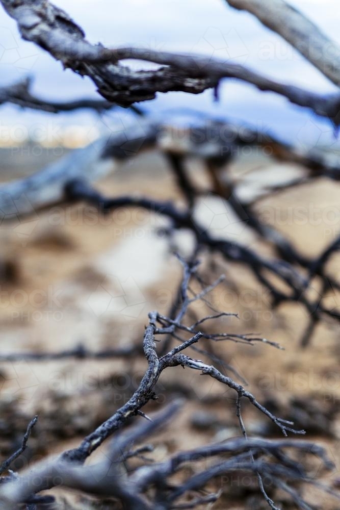 Wild and twisted branches on a tree in the outback - Australian Stock Image