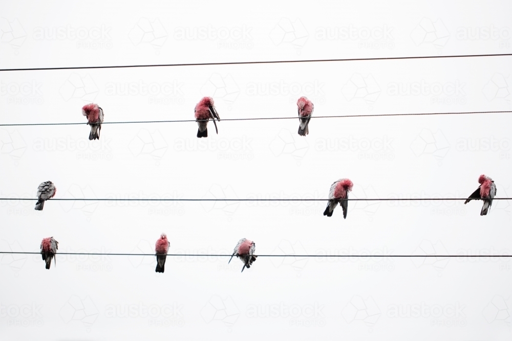 wild australian pink and grey galahs on standing on electrical wires - Australian Stock Image
