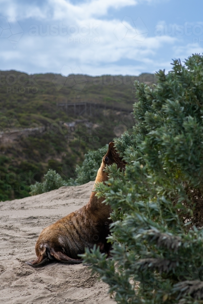 wild Australian Sea Lion, a protected species living in a colony on Kangaroo Island - Australian Stock Image