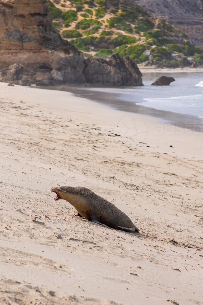 wild Australian Sea Lion, a protected species living in a colony on Kangaroo Island - Australian Stock Image