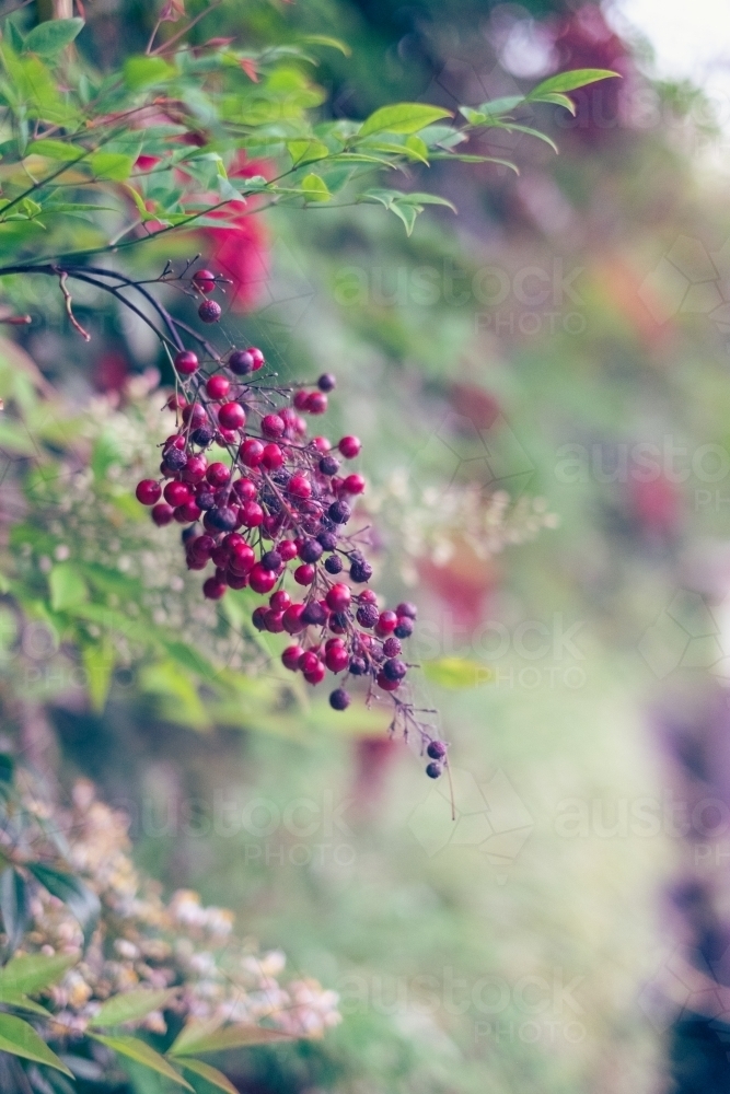wild berries with spiderwebs - Australian Stock Image