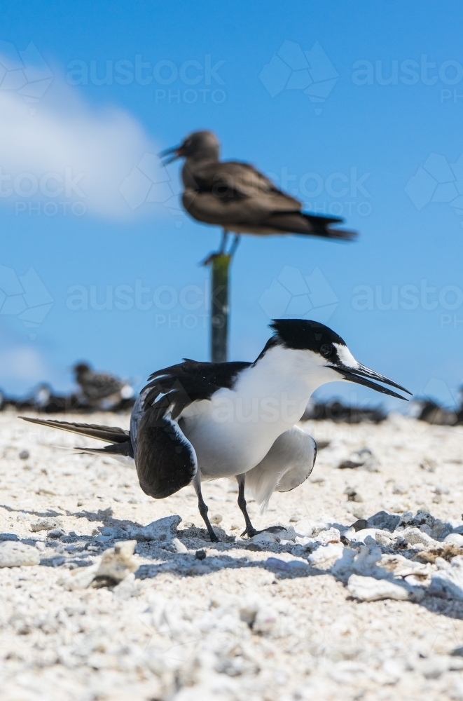 Wild bird on the beach - Australian Stock Image