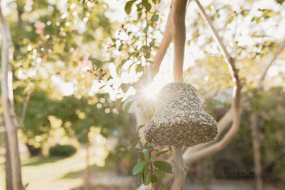Wild bird sunflower seed bell hanging from branch of crepe myrtle tree in sunlit garden - Australian Stock Image