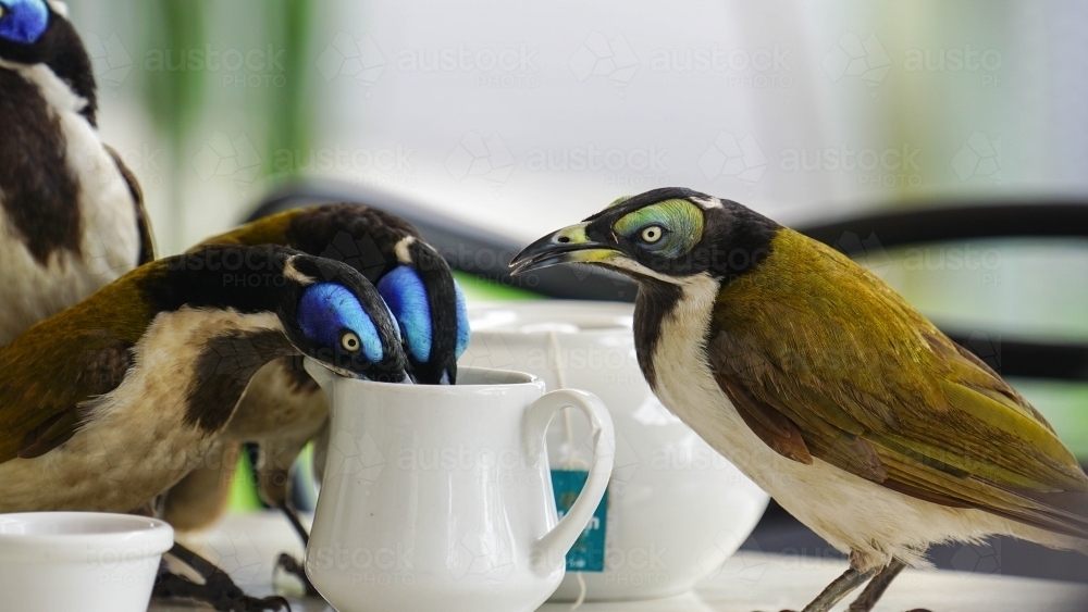 Wild birds drinking from milkjug on table - Australian Stock Image