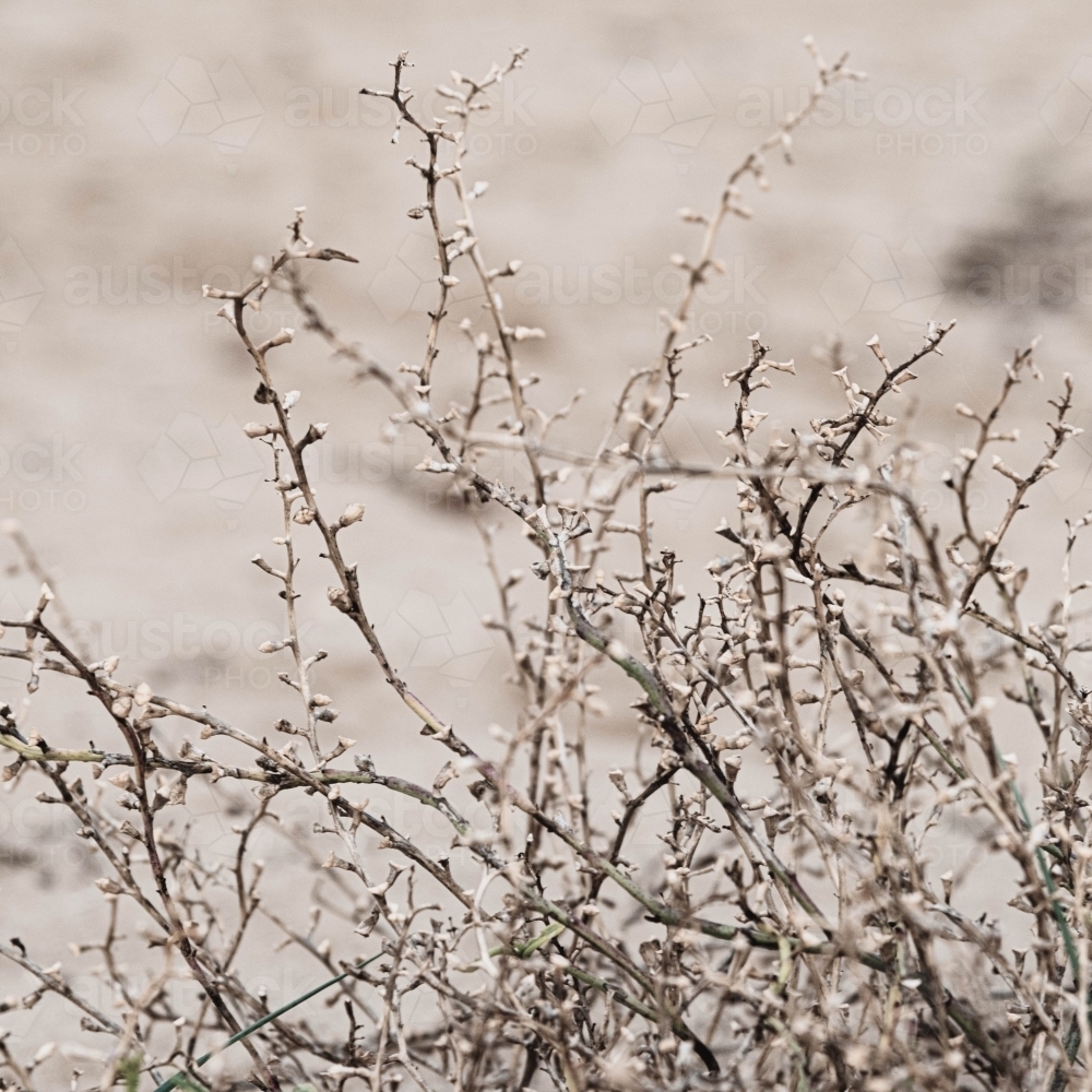 wild branches of a coastal bush close up - Australian Stock Image