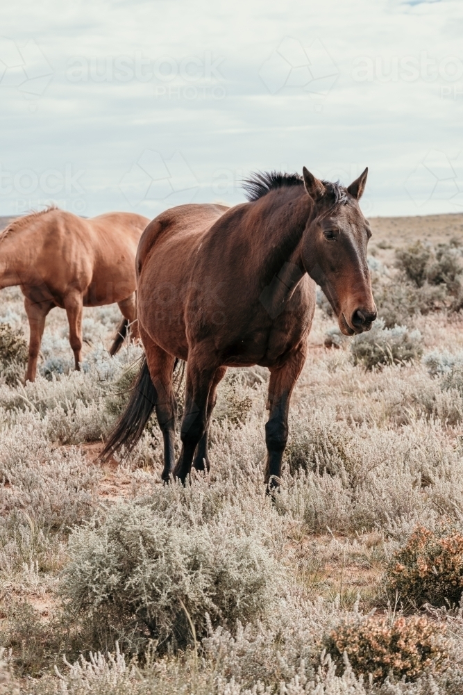 Wild brumbies in the outback. - Australian Stock Image
