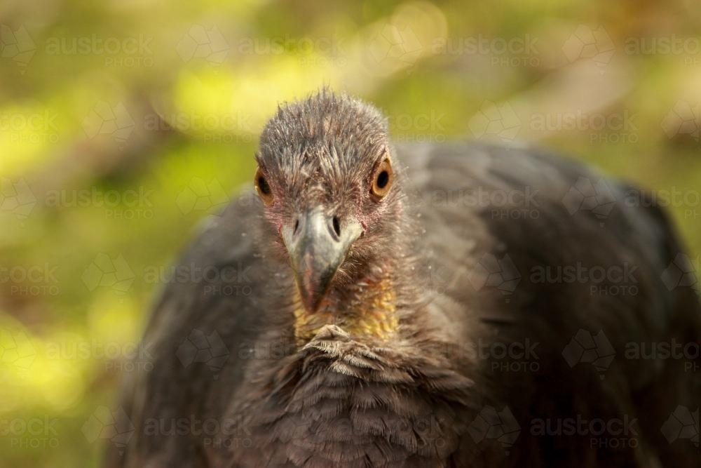 Wild Brush Turkey close up - Australian Stock Image