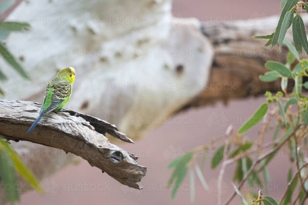 Wild Budgerigar on a dead branch holding a nest - Australian Stock Image