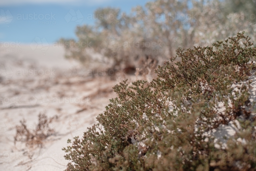 wild bushes at the beach - Australian Stock Image