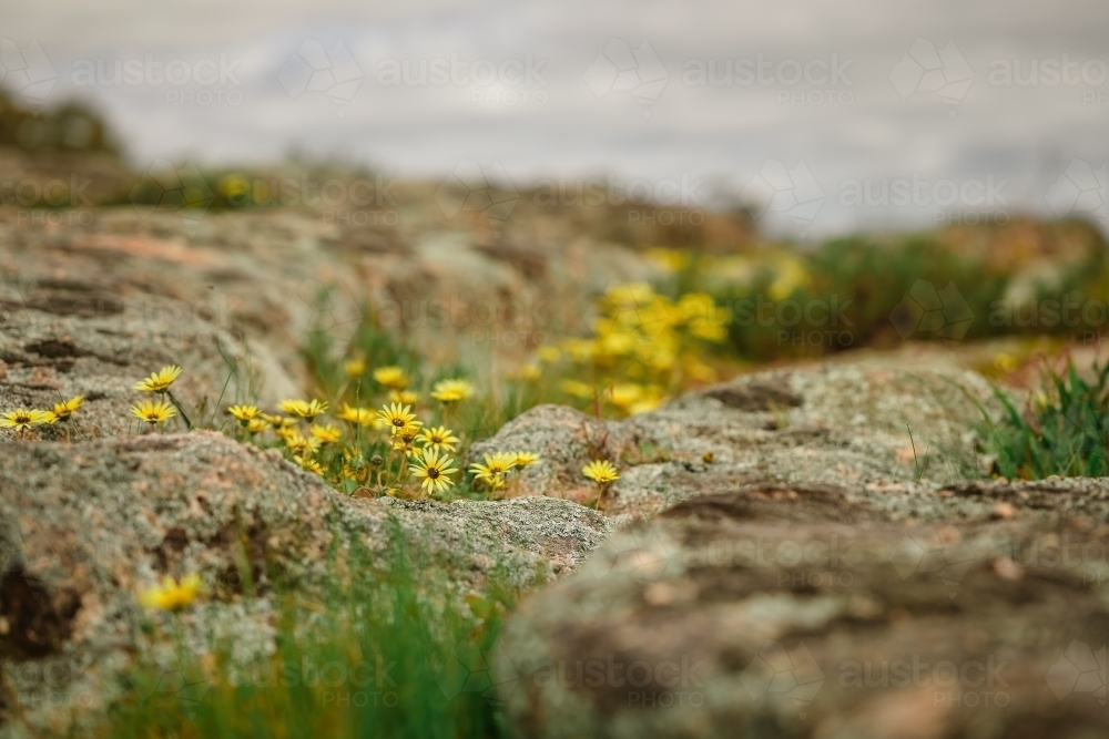 Wild Capeweed daisy wildflower growing among rocks in spring - Australian Stock Image