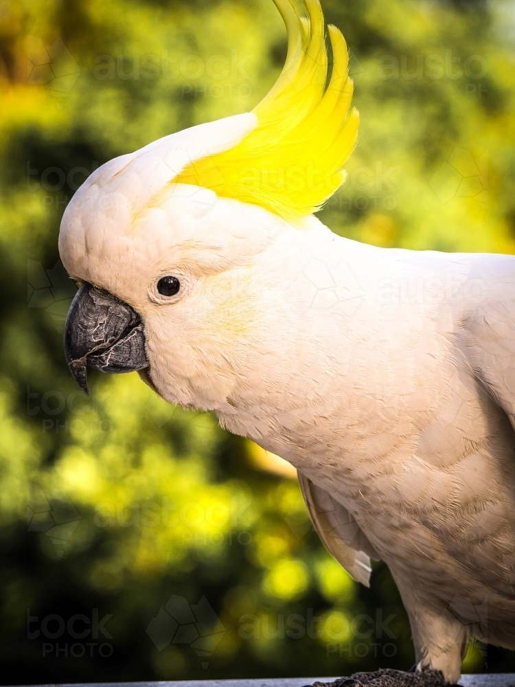 Wild cockatoo with a sulphur crest - Australian Stock Image