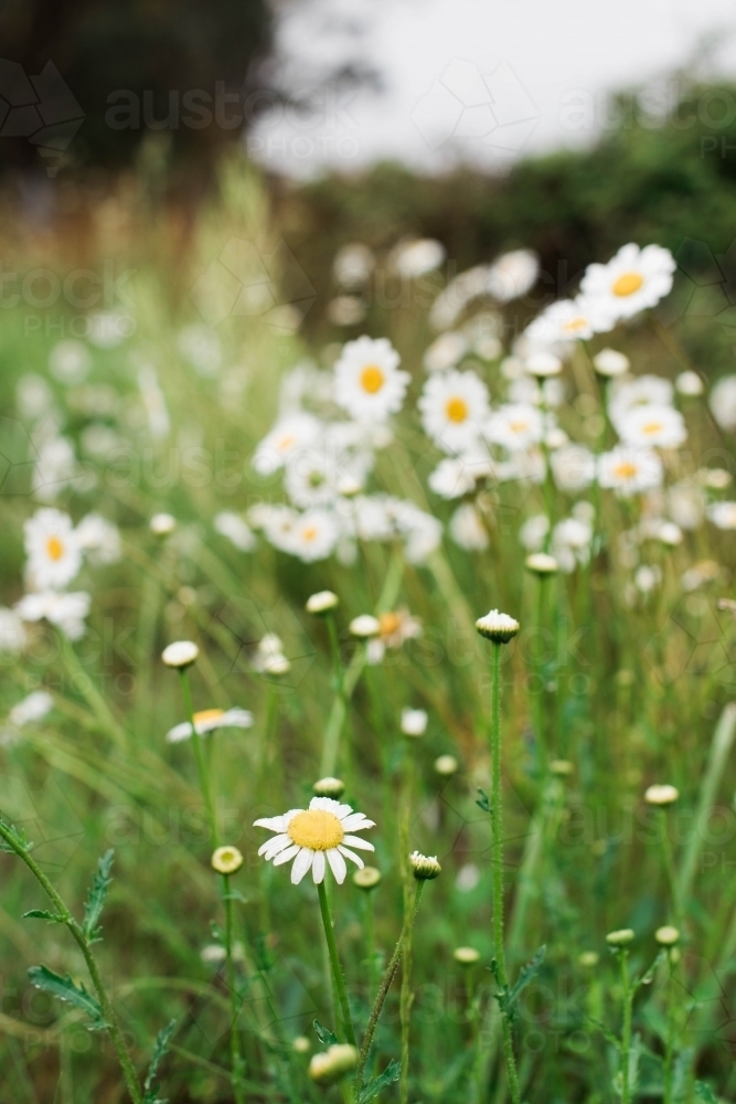 Wild daisies growing in a field - Australian Stock Image