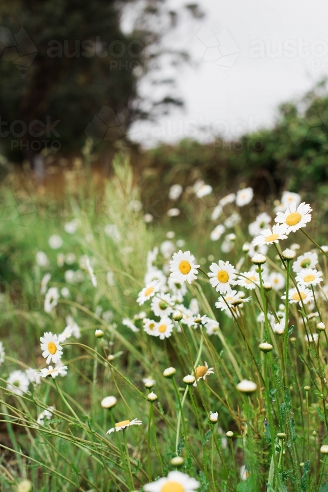 Wild daisies growing in a field - Australian Stock Image