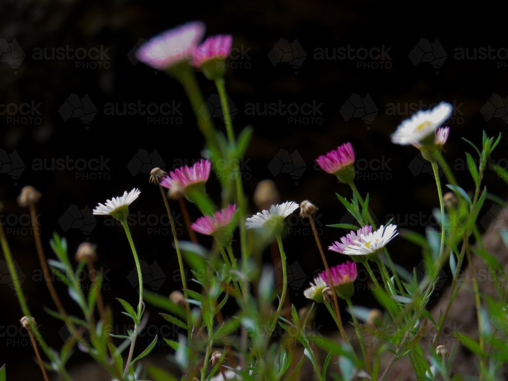 Wild daisies in the sun against a black background - Australian Stock Image