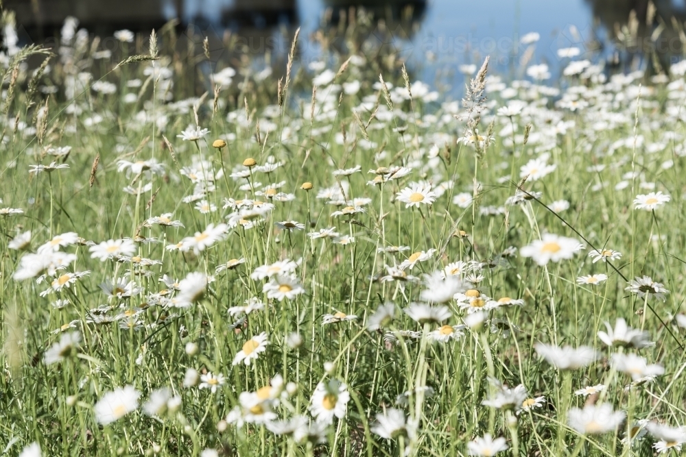 wild daisies landscape - Australian Stock Image