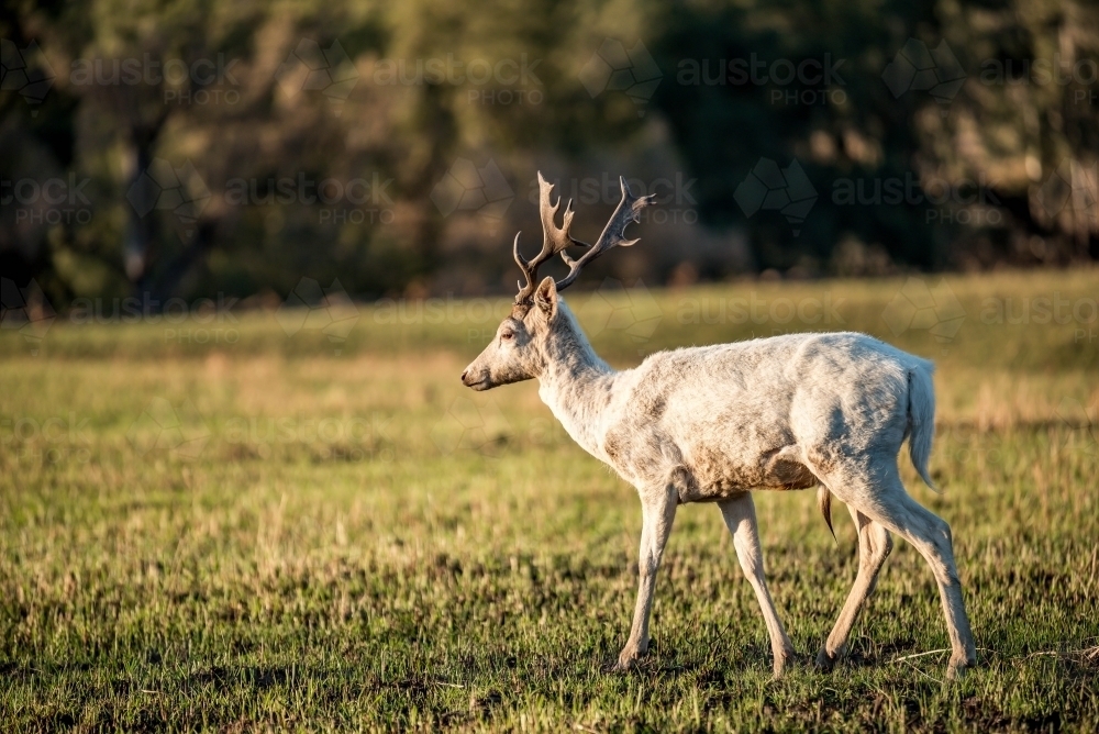 Wild Deer in a paddock in the afternoon - Australian Stock Image