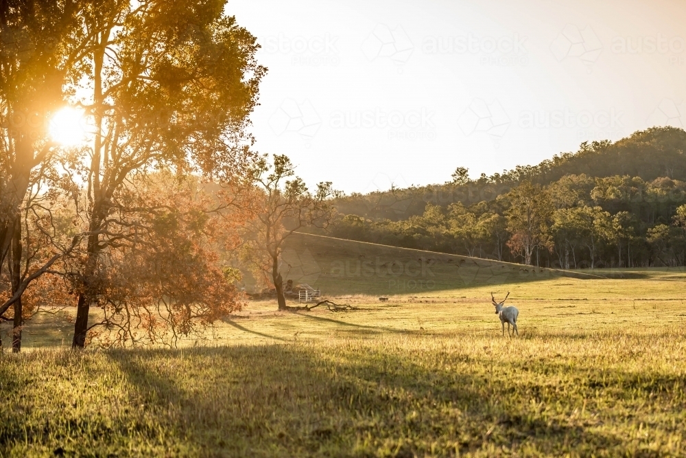 Wild deer in a paddock late afternoon - Australian Stock Image