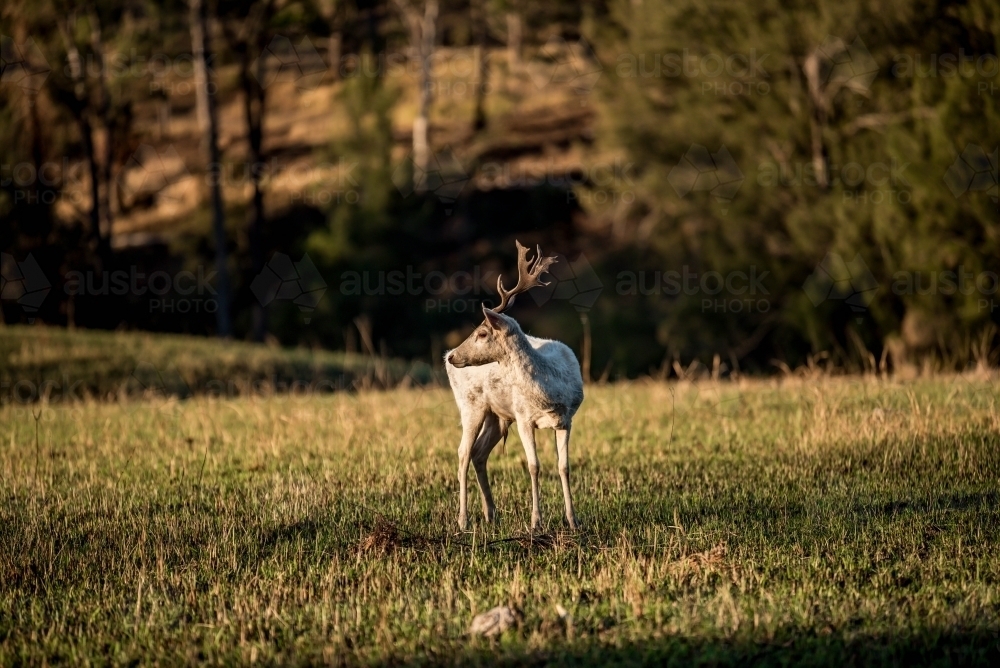 Wild Deer looking away - Australian Stock Image