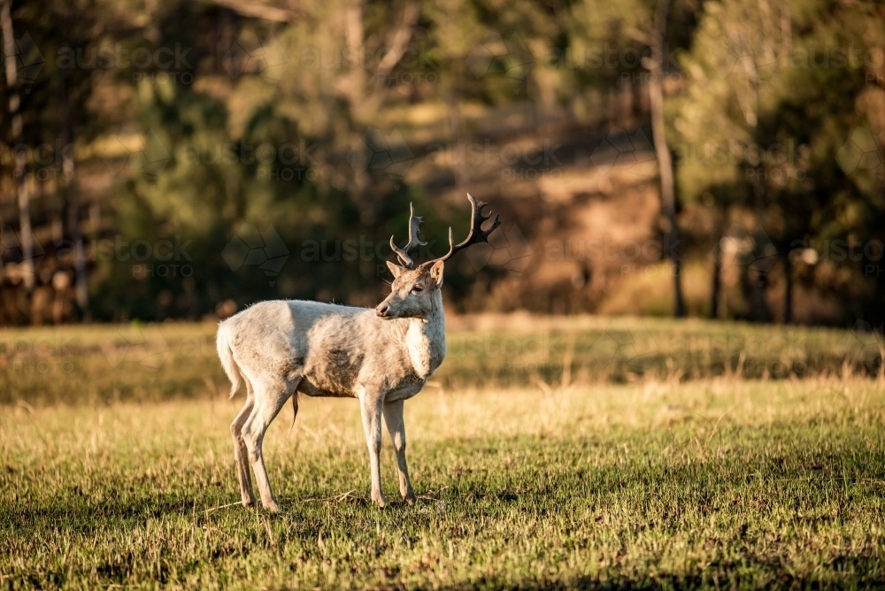 Wild deer stag - Australian Stock Image