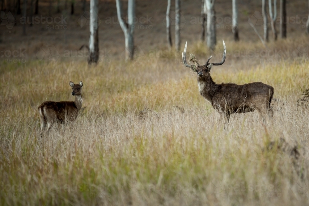Wild Deer stag looking towards noise - Australian Stock Image