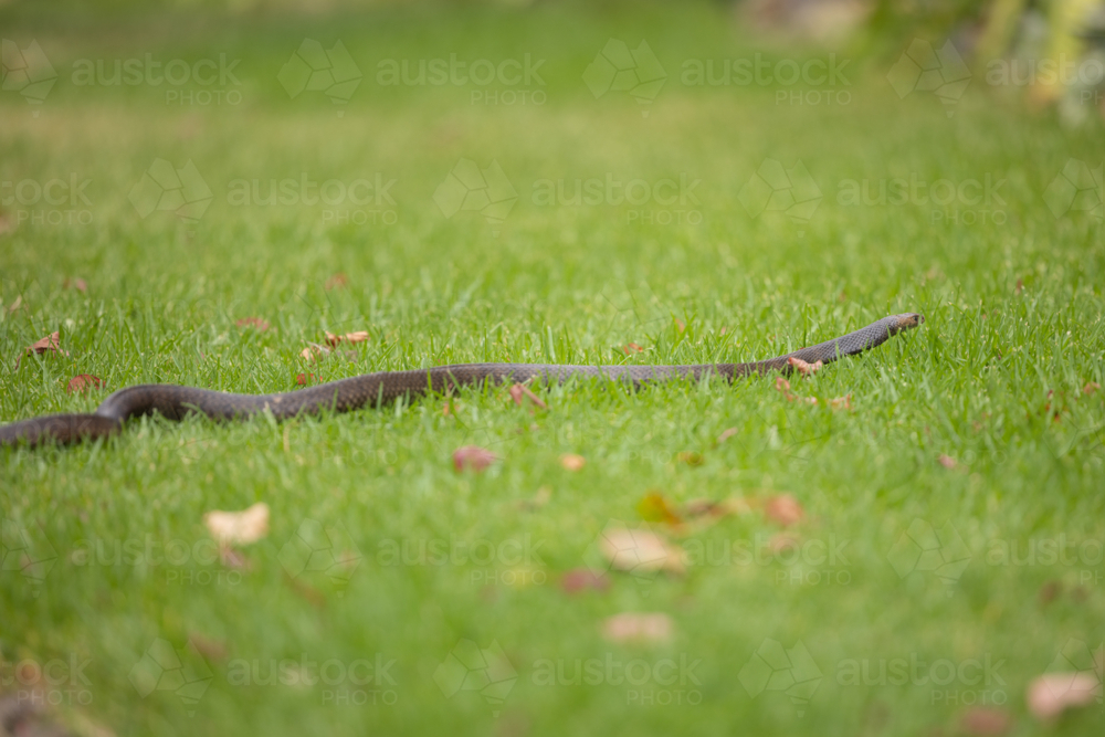 Wild Eastern Brown Snake slithering across the grass - Australian Stock Image